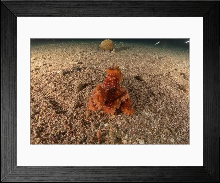 Framed Print : Octopus king of camouflage in the Red Sea, Eilat Israel Framed Print : Octopus king of camouflage in the Red Sea, Eilat Israel