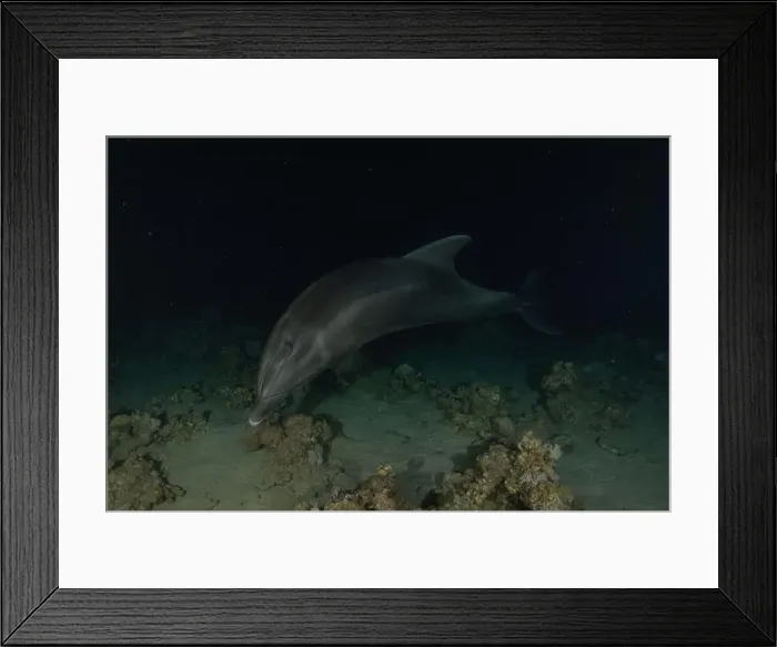 Framed Print : Dolphin swimming in the Red Sea, Eilat Israel Framed Print : Dolphin swimming in the Red Sea, Eilat Israel