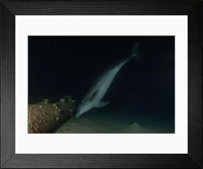 Framed Print : Dolphin swimming in the Red Sea, Eilat Israel Framed Print : Dolphin swimming in the Red Sea, Eilat Israel
