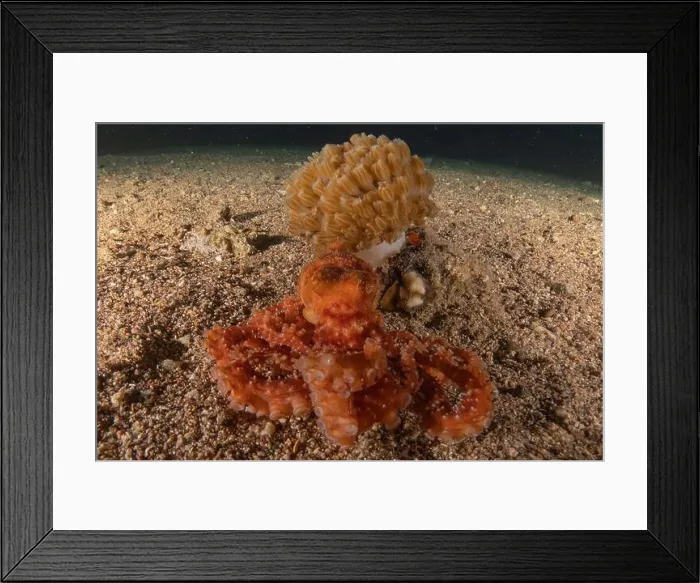 Framed Print : Octopus king of camouflage in the Red Sea, Eilat Israel Framed Print : Octopus king of camouflage in the Red Sea, Eilat Israel