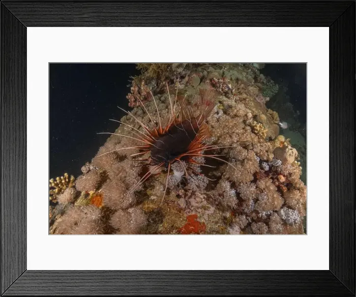 Framed Print : Lionfish in the Red Sea colorful fish, Eilat Israel Framed Print : Lionfish in the Red Sea colorful fish, Eilat Israel