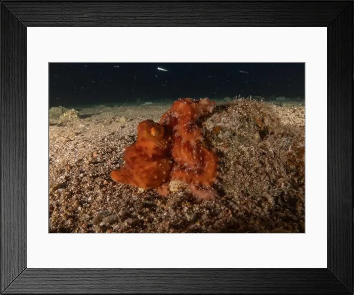 Framed Print : Octopus king of camouflage in the Red Sea, Eilat Israel Framed Print : Octopus king of camouflage in the Red Sea, Eilat Israel