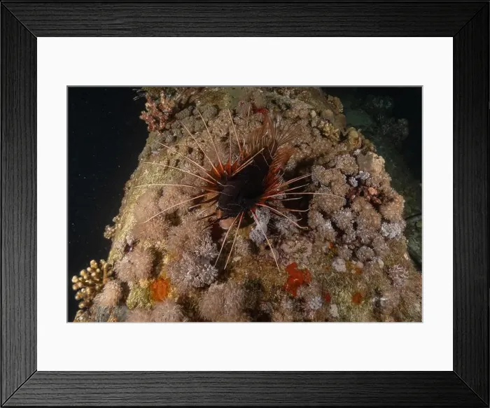 Framed Print : Lionfish in the Red Sea colorful fish, Eilat Israel Framed Print : Lionfish in the Red Sea colorful fish, Eilat Israel