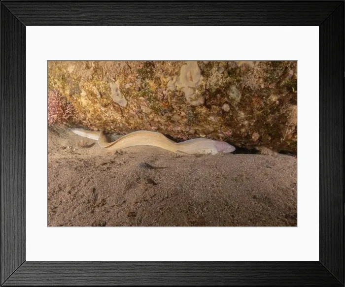 Framed Print : Moray eel Mooray lycodontis undulatus in the Red Sea, Eilat Israel Framed Print : Moray eel Mooray lycodontis undulatus in the Red Sea, Eilat Israel