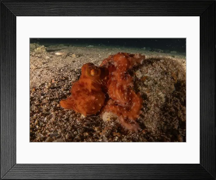 Framed Print : Octopus king of camouflage in the Red Sea, Eilat Israel Framed Print : Octopus king of camouflage in the Red Sea, Eilat Israel