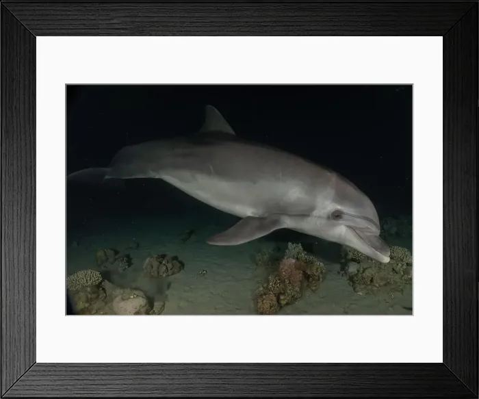 Framed Print : Dolphin swimming in the Red Sea, Eilat Israel Framed Print : Dolphin swimming in the Red Sea, Eilat Israel