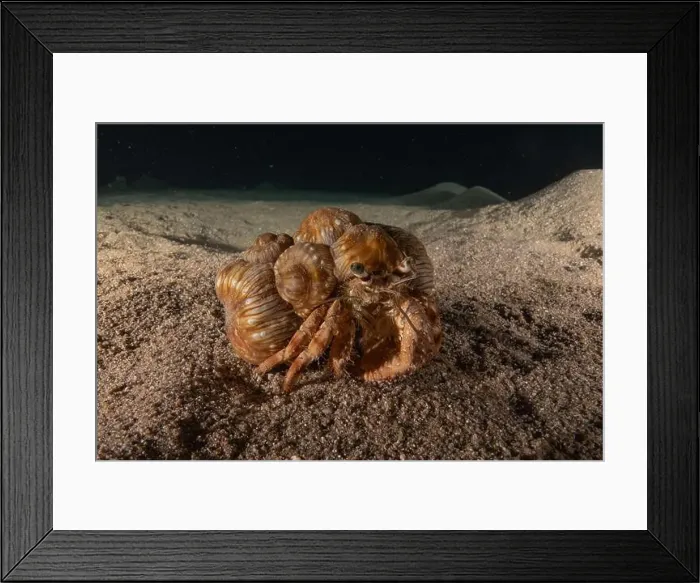 Framed Print : Hermit Crab in the Red Sea Colorful and beautiful, Eilat Israel Framed Print : Hermit Crab in the Red Sea Colorful and beautiful, Eilat Israel