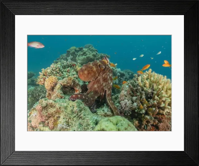 Framed Print : Octopus king of camouflage in the Red Sea, Eilat Israel Framed Print : Octopus king of camouflage in the Red Sea, Eilat Israel
