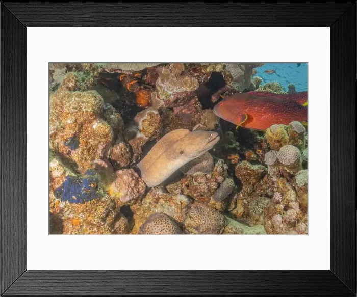 Framed Print : Moray eel Mooray lycodontis undulatus in the Red Sea, Eilat Israel Framed Print : Moray eel Mooray lycodontis undulatus in the Red Sea, Eilat Israel