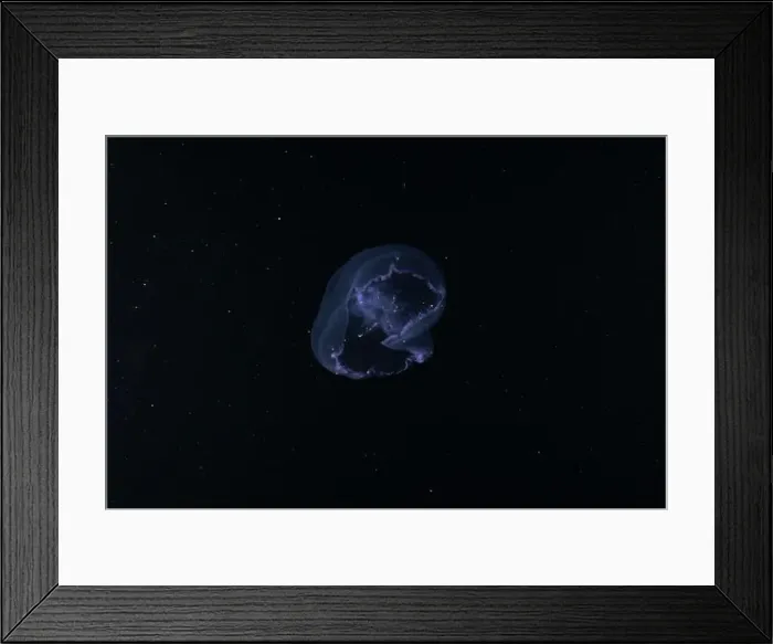 Framed Print : Jellyfish in the Red Sea are colorful and beautiful, Eilat Israel Framed Print : Jellyfish in the Red Sea are colorful and beautiful, Eilat Israel