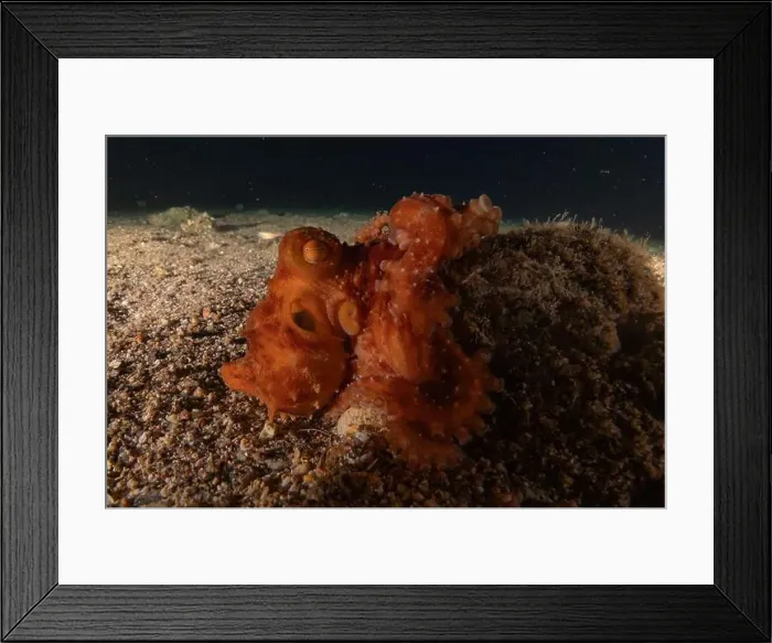 Framed Print : Octopus king of camouflage in the Red Sea, Eilat Israel Framed Print : Octopus king of camouflage in the Red Sea, Eilat Israel