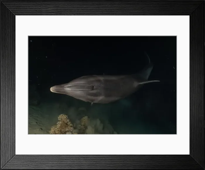 Framed Print : Dolphin swimming in the Red Sea, Eilat Israel Framed Print : Dolphin swimming in the Red Sea, Eilat Israel