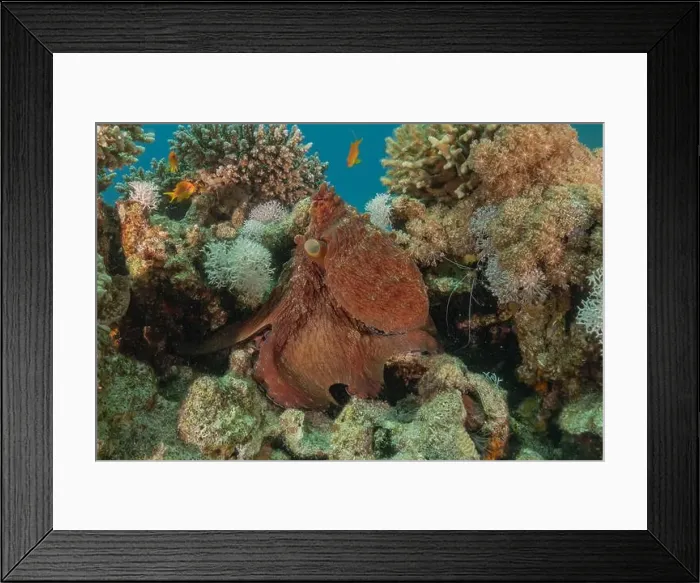 Framed Print : Octopus king of camouflage in the Red Sea, Eilat Israel Framed Print : Octopus king of camouflage in the Red Sea, Eilat Israel