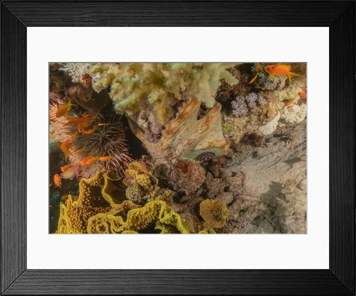 Framed Print : Octopus king of camouflage in the Red Sea, Eilat Israel Framed Print : Octopus king of camouflage in the Red Sea, Eilat Israel