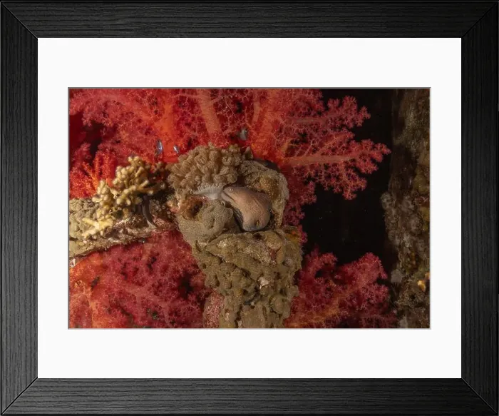 Framed Print : Moray eel Mooray lycodontis undulatus in the Red Sea, Eilat Israel Framed Print : Moray eel Mooray lycodontis undulatus in the Red Sea, Eilat Israel