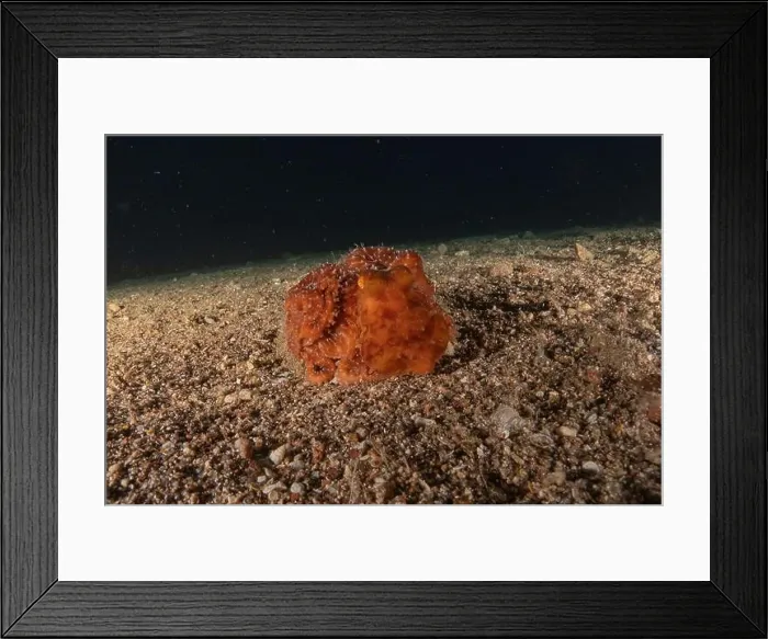 Framed Print : Octopus king of camouflage in the Red Sea, Eilat Israel Framed Print : Octopus king of camouflage in the Red Sea, Eilat Israel