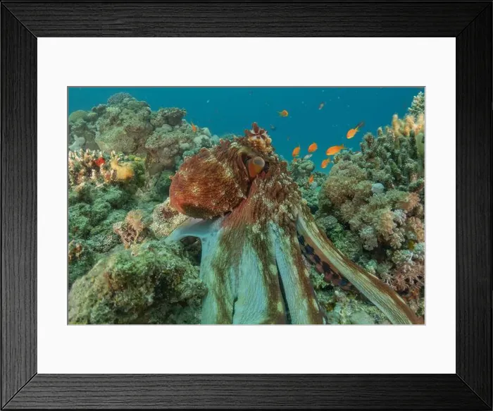 Framed Print : Octopus king of camouflage in the Red Sea, Eilat Israel Framed Print : Octopus king of camouflage in the Red Sea, Eilat Israel