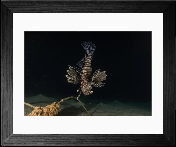 Framed Print : Lionfish in the Red Sea colorful fish, Eilat Israel Framed Print : Lionfish in the Red Sea colorful fish, Eilat Israel