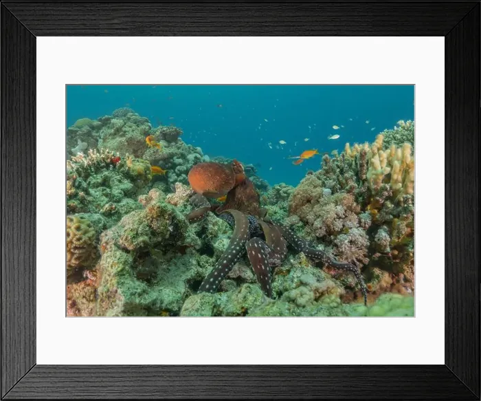 Framed Print : Octopus king of camouflage in the Red Sea, Eilat Israel Framed Print : Octopus king of camouflage in the Red Sea, Eilat Israel