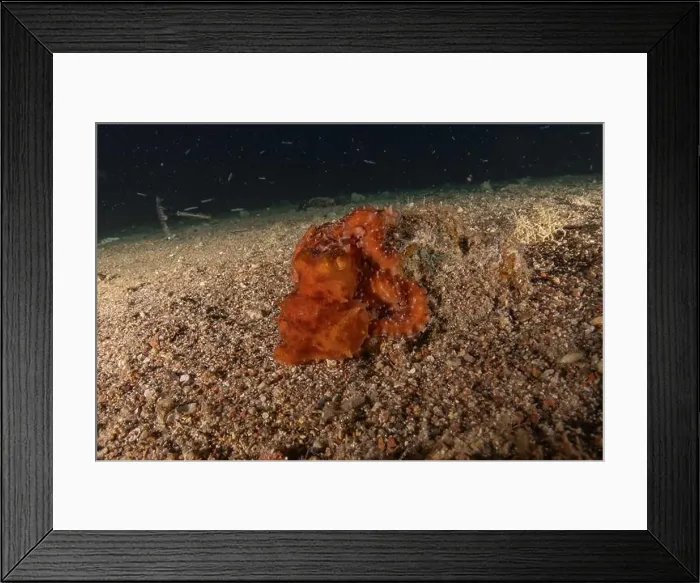 Framed Print : Octopus king of camouflage in the Red Sea, Eilat Israel Framed Print : Octopus king of camouflage in the Red Sea, Eilat Israel