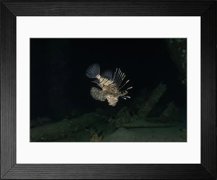 Framed Print : Lionfish in the Red Sea colorful fish, Eilat Israel Framed Print : Lionfish in the Red Sea colorful fish, Eilat Israel