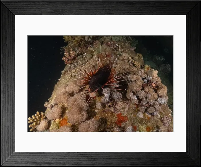 Framed Print : Lionfish in the Red Sea colorful fish, Eilat Israel Framed Print : Lionfish in the Red Sea colorful fish, Eilat Israel