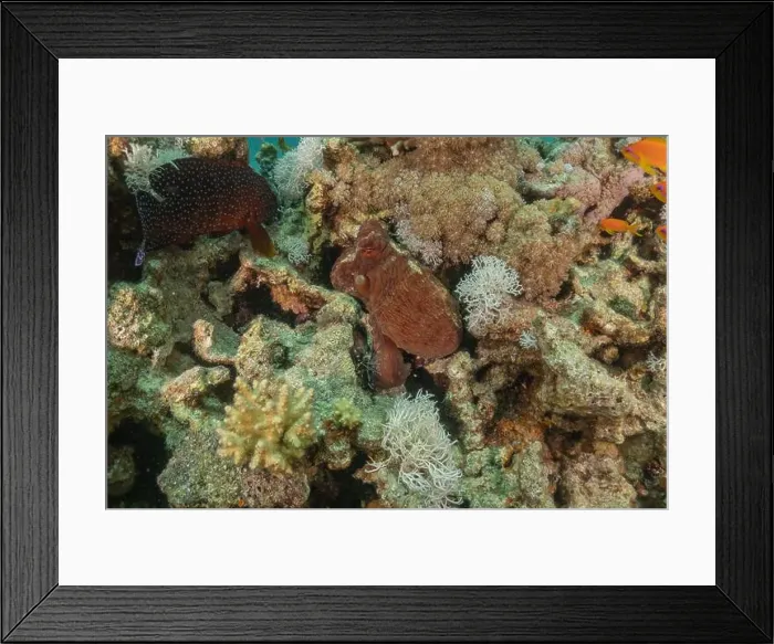 Framed Print : Octopus king of camouflage in the Red Sea, Eilat Israel Framed Print : Octopus king of camouflage in the Red Sea, Eilat Israel