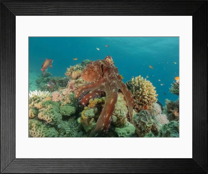 Framed Print : Octopus king of camouflage in the Red Sea, Eilat Israel Framed Print : Octopus king of camouflage in the Red Sea, Eilat Israel