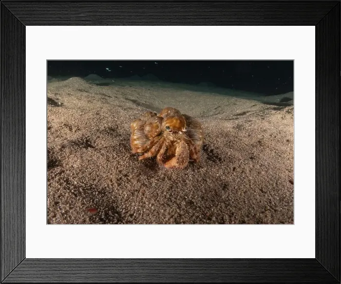 Framed Print : Hermit Crab in the Red Sea Colorful and beautiful, Eilat Israel Framed Print : Hermit Crab in the Red Sea Colorful and beautiful, Eilat Israel