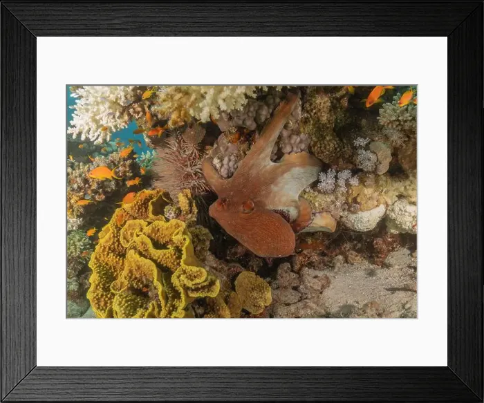 Framed Print : Octopus king of camouflage in the Red Sea, Eilat Israel Framed Print : Octopus king of camouflage in the Red Sea, Eilat Israel