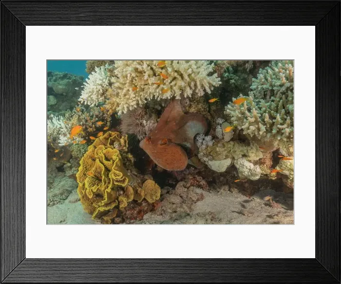 Framed Print : Octopus king of camouflage in the Red Sea, Eilat Israel Framed Print : Octopus king of camouflage in the Red Sea, Eilat Israel