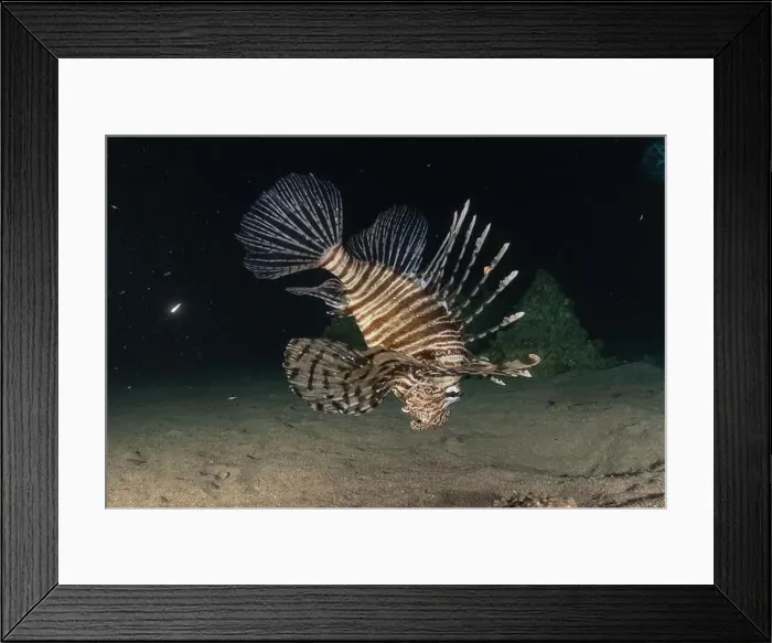 Framed Print : Lionfish in the Red Sea colorful fish, Eilat Israel Framed Print : Lionfish in the Red Sea colorful fish, Eilat Israel