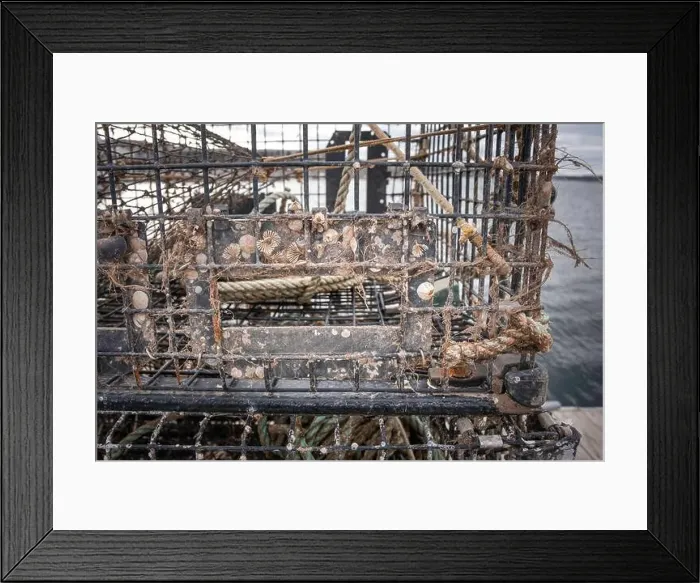 Framed Print : Life Teeming on a Working Crab Pot Framed Print : Life Teeming on a Working Crab Pot