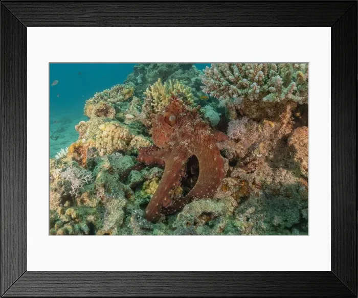 Framed Print : Octopus king of camouflage in the Red Sea, Eilat Israel