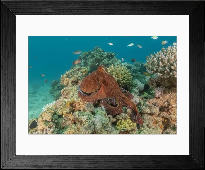 Framed Print : Octopus king of camouflage in the Red Sea, Eilat Israel Framed Print : Octopus king of camouflage in the Red Sea, Eilat Israel