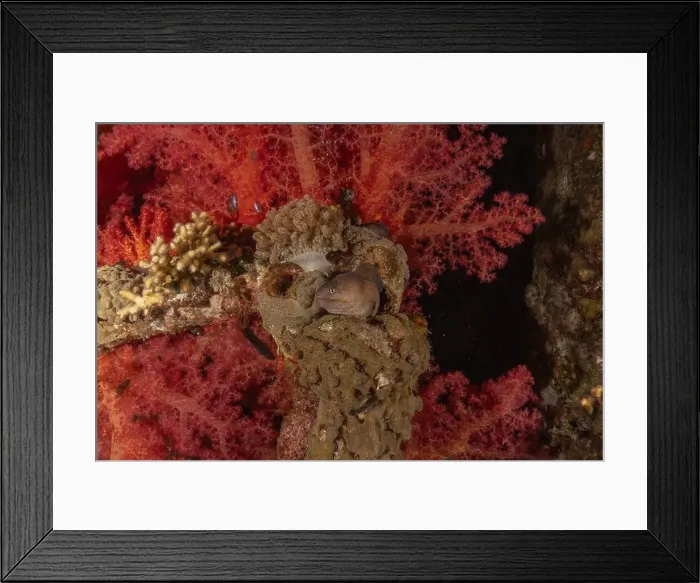 Framed Print : Moray eel Mooray lycodontis undulatus in the Red Sea, Eilat Israel Framed Print : Moray eel Mooray lycodontis undulatus in the Red Sea, Eilat Israel