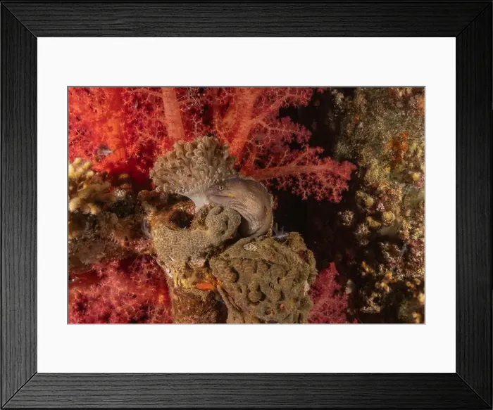 Framed Print : Moray eel Mooray lycodontis undulatus in the Red Sea, Eilat Israel Framed Print : Moray eel Mooray lycodontis undulatus in the Red Sea, Eilat Israel