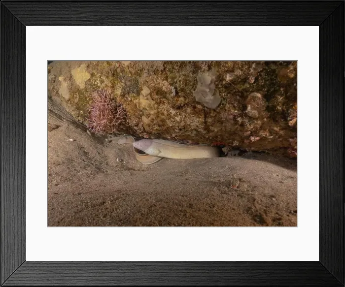 Framed Print : Moray eel Mooray lycodontis undulatus in the Red Sea, Eilat Israel Framed Print : Moray eel Mooray lycodontis undulatus in the Red Sea, Eilat Israel