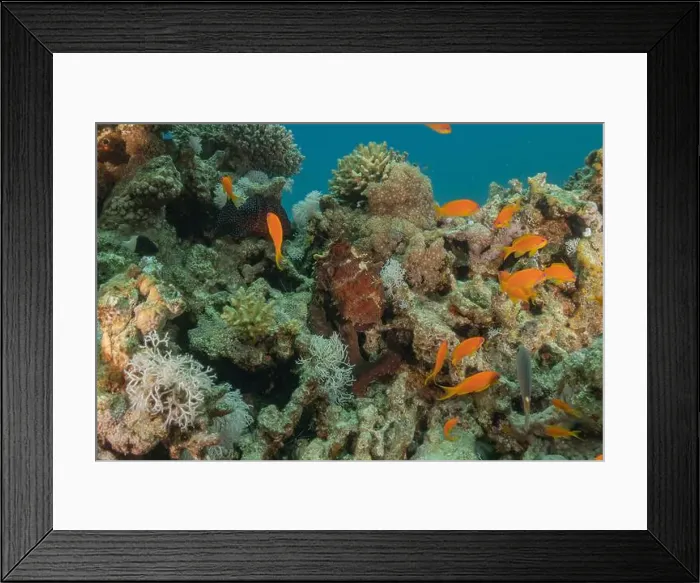Framed Print : Octopus king of camouflage in the Red Sea, Eilat Israel Framed Print : Octopus king of camouflage in the Red Sea, Eilat Israel