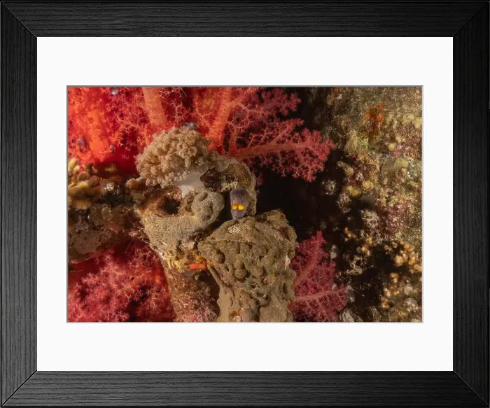 Framed Print : Moray eel Mooray lycodontis undulatus in the Red Sea, Eilat Israel Framed Print : Moray eel Mooray lycodontis undulatus in the Red Sea, Eilat Israel