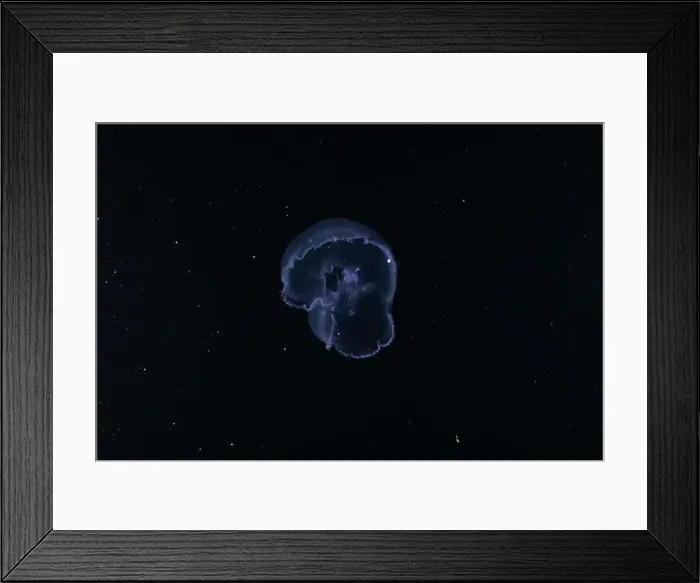 Framed Print : Jellyfish in the Red Sea are colorful and beautiful, Eilat Israel Framed Print : Jellyfish in the Red Sea are colorful and beautiful, Eilat Israel