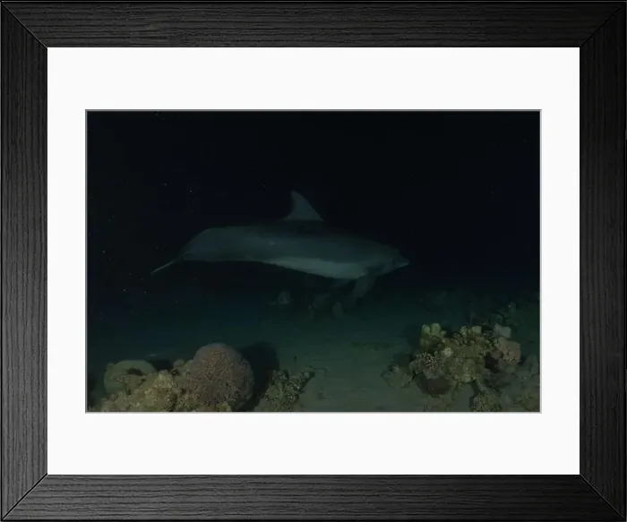 Framed Print : Dolphin swimming in the Red Sea, Eilat Israel Framed Print : Dolphin swimming in the Red Sea, Eilat Israel