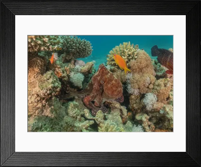 Framed Print : Octopus king of camouflage in the Red Sea, Eilat Israel Framed Print : Octopus king of camouflage in the Red Sea, Eilat Israel