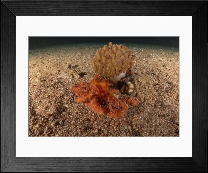 Framed Print : Octopus king of camouflage in the Red Sea, Eilat Israel Framed Print : Octopus king of camouflage in the Red Sea, Eilat Israel
