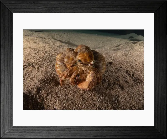 Framed Print : Hermit Crab in the Red Sea Colorful and beautiful, Eilat Israel Framed Print : Hermit Crab in the Red Sea Colorful and beautiful, Eilat Israel