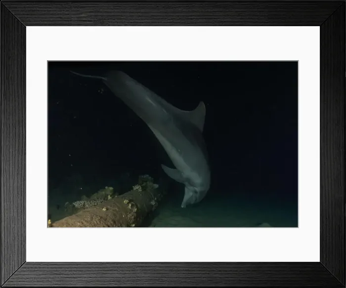 Framed Print : Dolphin swimming in the Red Sea, Eilat Israel Framed Print : Dolphin swimming in the Red Sea, Eilat Israel