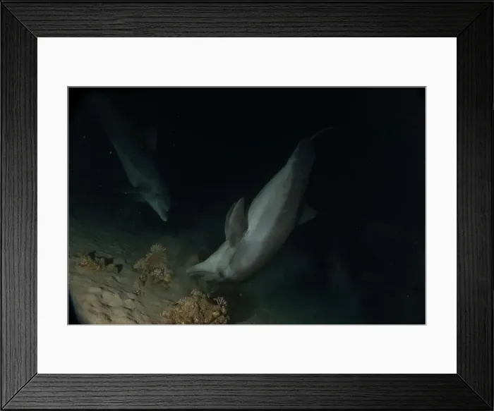Framed Print : Dolphin swimming in the Red Sea, Eilat Israel Framed Print : Dolphin swimming in the Red Sea, Eilat Israel
