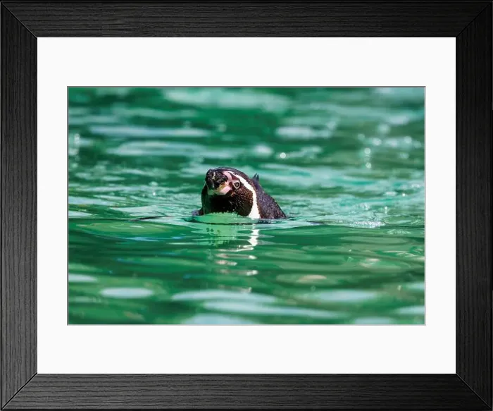 Framed Print : A Humboldt penguin, Spheniscus humboldti, swimming on calm waters. A vulnerable species that resides in South America Framed Print : A Humboldt penguin, Spheniscus humboldti, swimming on calm waters. A vulnerable species that resides in South America