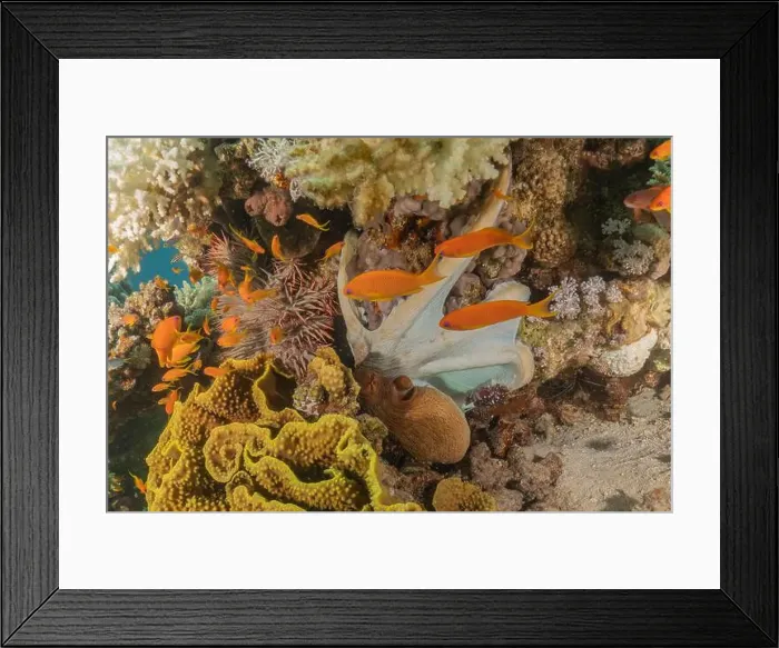 Framed Print : Octopus king of camouflage in the Red Sea, Eilat Israel Framed Print : Octopus king of camouflage in the Red Sea, Eilat Israel