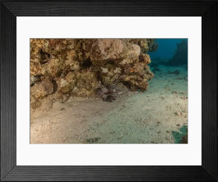 Framed Print : Lionfish in the Red Sea colorful fish, Eilat Israel Framed Print : Lionfish in the Red Sea colorful fish, Eilat Israel